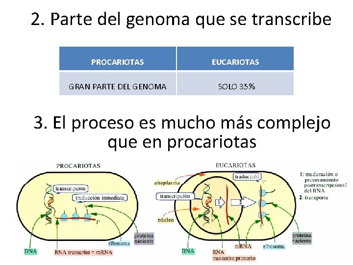 2. Parte del genoma que se transcribe PROCARIOTAS EUCARIOTAS GRAN PARTE DEL GENOMA SOLO