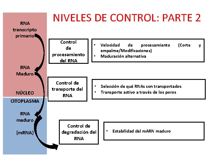 RNA transcripto primario NIVELES DE CONTROL: PARTE 2 Control de procesamiento del RNA •