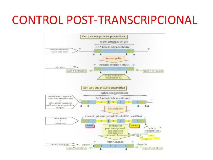 CONTROL POST-TRANSCRIPCIONAL 