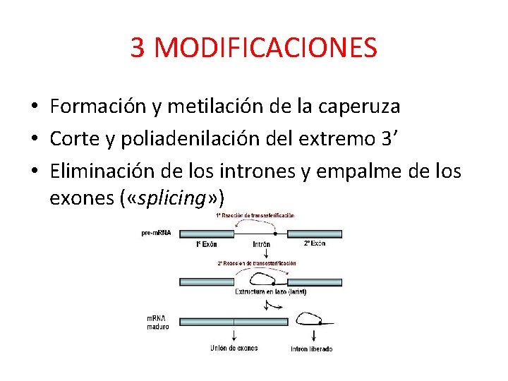 3 MODIFICACIONES • Formación y metilación de la caperuza • Corte y poliadenilación del