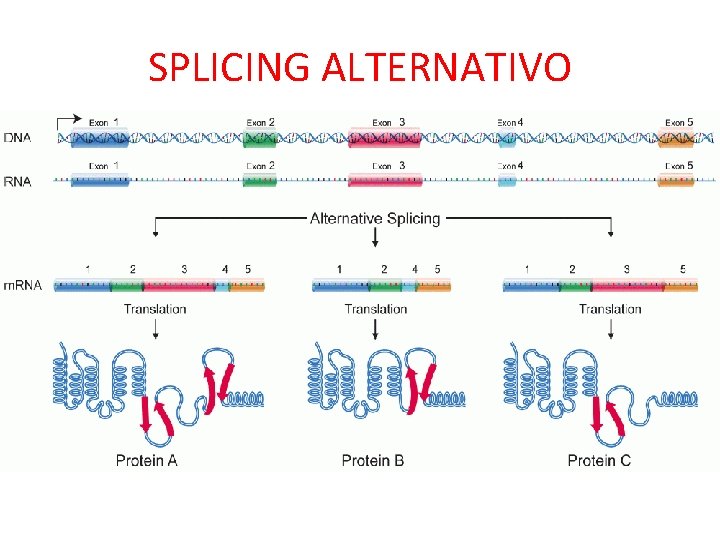 SPLICING ALTERNATIVO 