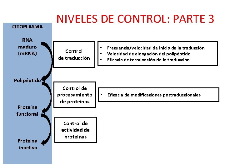 CITOPLASMA RNA maduro (m. RNA) NIVELES DE CONTROL: PARTE 3 Control de traducción •