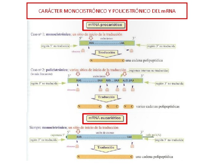 CARÁCTER MONOCISTRÓNICO Y POLICISTRÓNICO DEL m. RNA 