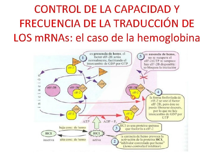 CONTROL DE LA CAPACIDAD Y FRECUENCIA DE LA TRADUCCIÓN DE LOS m. RNAs: el