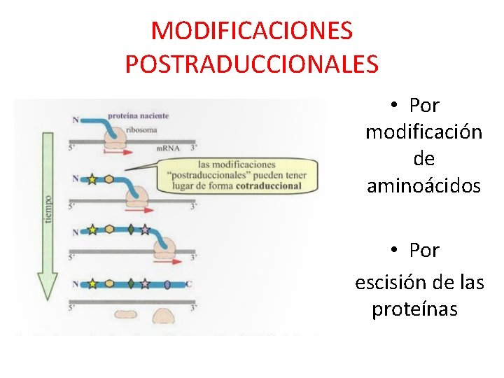 MODIFICACIONES POSTRADUCCIONALES • Por modificación de aminoácidos • Por escisión de las proteínas 