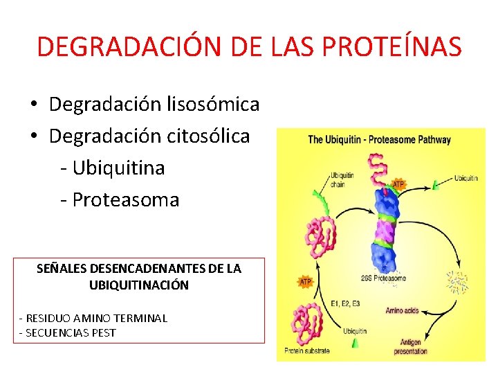 DEGRADACIÓN DE LAS PROTEÍNAS • Degradación lisosómica • Degradación citosólica - Ubiquitina - Proteasoma
