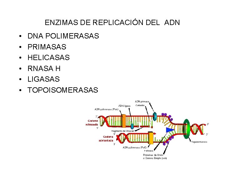 ENZIMAS DE REPLICACIÓN DEL ADN • • • DNA POLIMERASAS PRIMASAS HELICASAS RNASA H