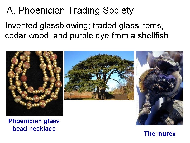 A. Phoenician Trading Society Invented glassblowing; traded glass items, cedar wood, and purple dye