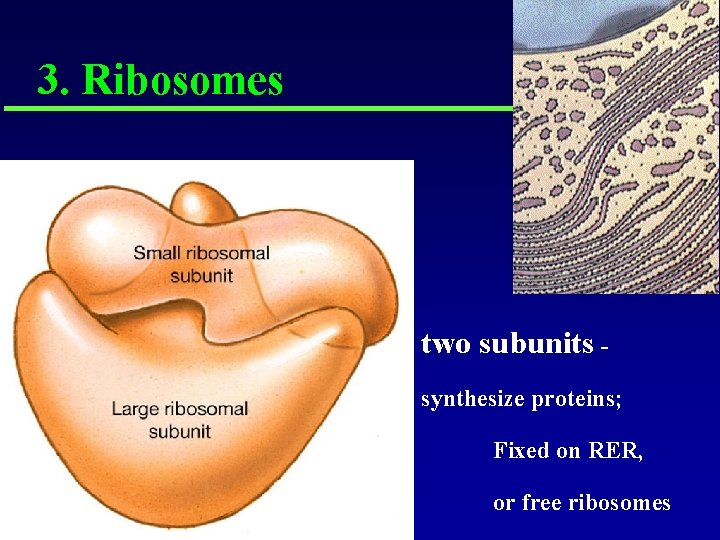 3. Ribosomes two subunits synthesize proteins; Fixed on RER, or free ribosomes 