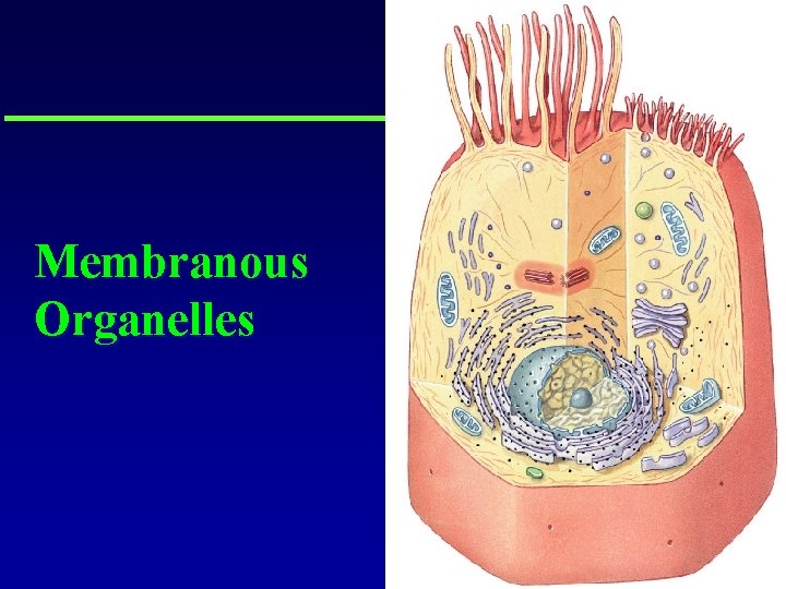 Membranous Organelles 