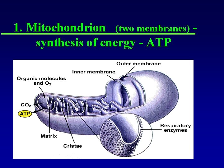 1. Mitochondrion (two membranes) synthesis of energy - ATP 