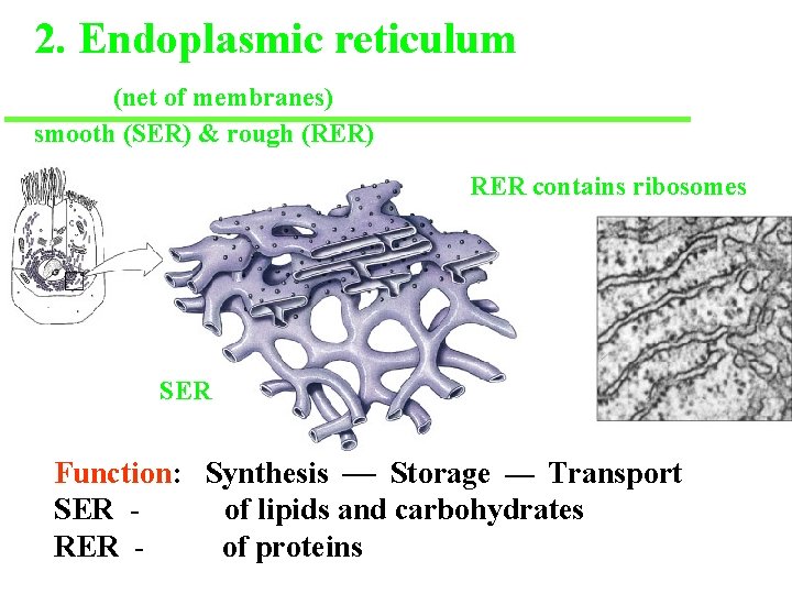 2. Endoplasmic reticulum (net of membranes) smooth (SER) & rough (RER) RER contains ribosomes