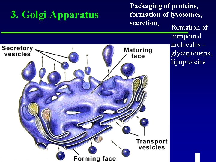 3. Golgi Apparatus Packaging of proteins, formation of lysosomes, secretion, formation of compound molecules