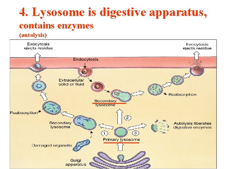 4. Lysosome is digestive apparatus, contains enzymes (autolysis) 