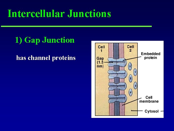 Intercellular Junctions 1) Gap Junction has channel proteins 