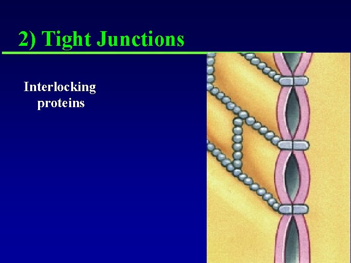 2) Tight Junctions Interlocking proteins 