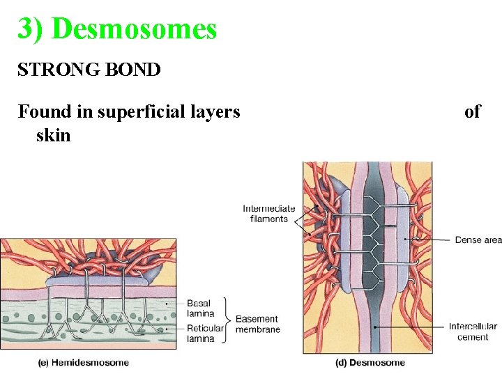 3) Desmosomes STRONG BOND Found in superficial layers skin of 