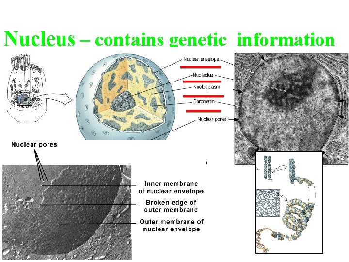 Nucleus – contains genetic information 