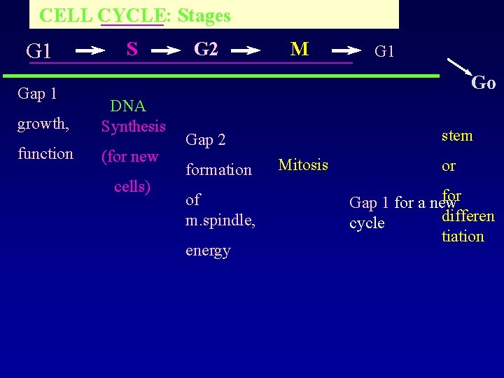 CELL CYCLE: Stages G 1 Gap 1 S G 2 M G 1 Go