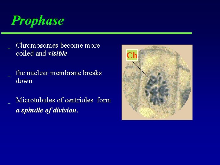 Prophase _ Chromosomes become more coiled and visible _ the nuclear membrane breaks down