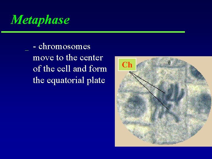 Metaphase _ - chromosomes move to the center of the cell and form the