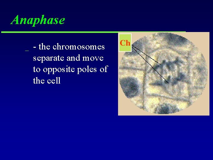 Anaphase _ - the chromosomes separate and move to opposite poles of the cell