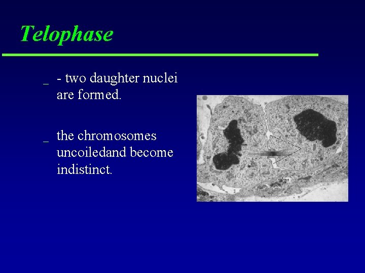 Telophase _ - two daughter nuclei are formed. _ the chromosomes uncoiledand become indistinct.