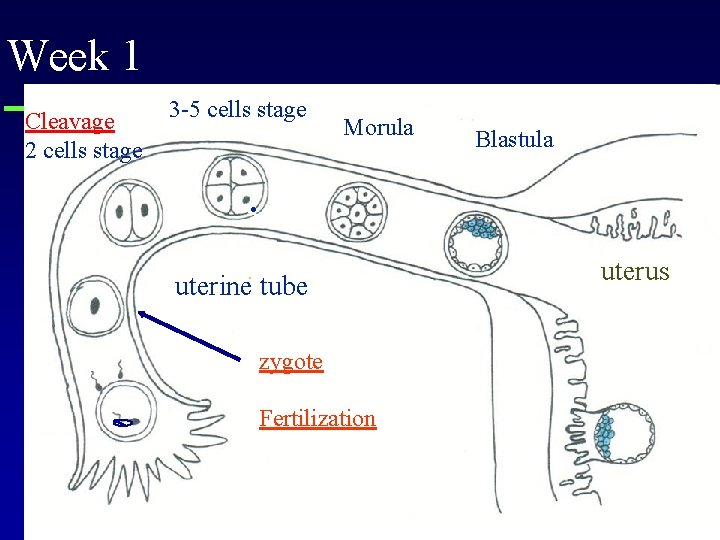 Week 1 Cleavage 2 cells stage 3 -5 cells stage Morula Blastula . .