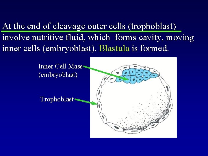 At the end of cleavage outer cells (trophoblast) involve nutritive fluid, which forms cavity,