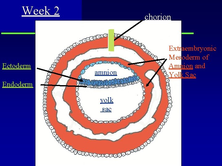 Week 2 Ectoderm chorion amnion Endoderm yolk sac Extraembryonic Mesoderm of Amnion and Yolk