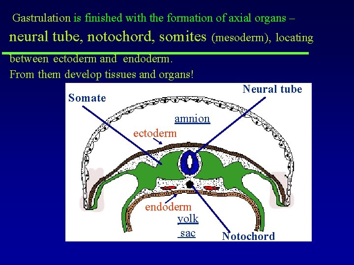 Gastrulation is finished with the formation of axial organs – neural tube, notochord, somites