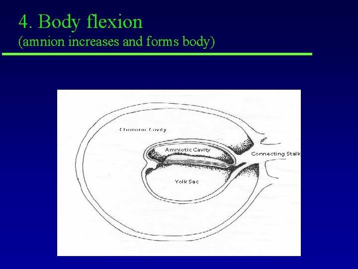 4. Body flexion (amnion increases and forms body) 