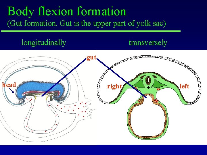 Body flexion formation (Gut formation. Gut is the upper part of yolk sac) longitudinally