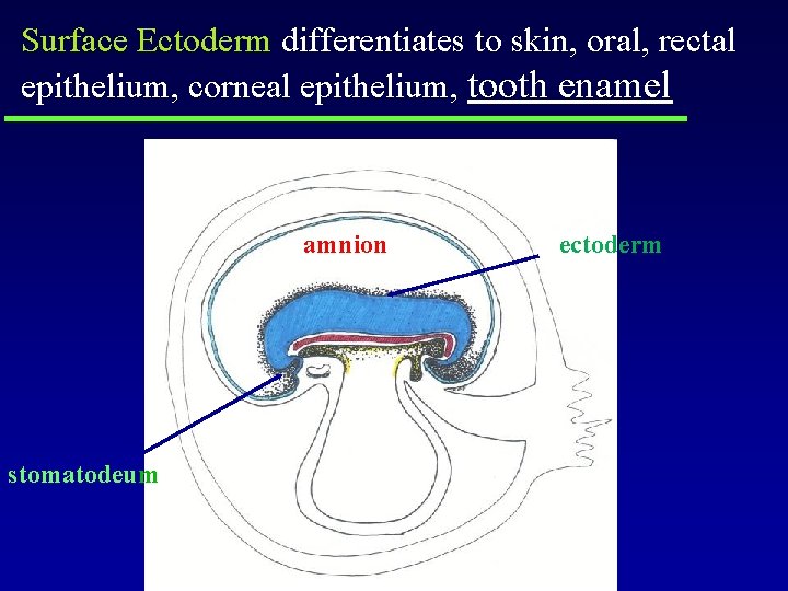 Surface Ectoderm differentiates to skin, oral, rectal epithelium, corneal epithelium, tooth enamel amnion stomatodeum