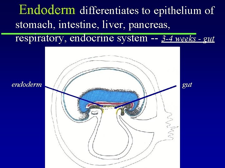 Endoderm differentiates to epithelium of stomach, intestine, liver, pancreas, respiratory, endocrine system -- 3