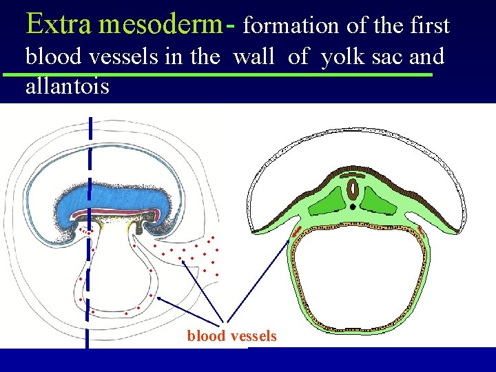 Extra mesoderm- formation of the first blood vessels in the wall of yolk sac