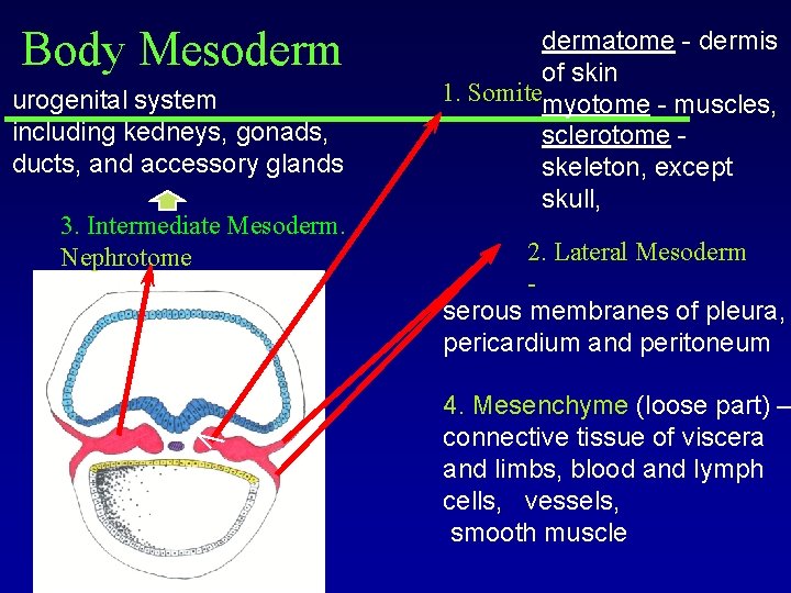 Body Mesoderm urogenital system including kedneys, gonads, ducts, and accessory glands 3. Intermediate Mesoderm. Body Mesoderm urogenital system including kedneys, gonads, ducts, and accessory glands 3. Intermediate Mesoderm.