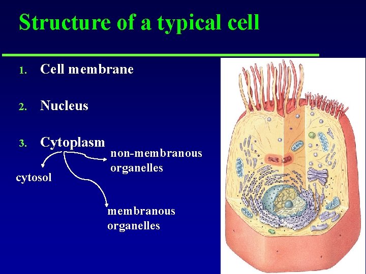 Structure of a typical cell 1. Cell membrane 2. Nucleus 3. Cytoplasm cytosol non-membranous