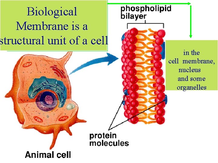 Biological membrane Biological Membrane is a structural unit of a cell in the cell