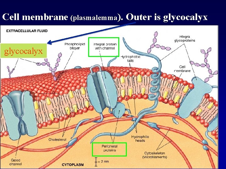 Cell membrane (plasmalemma). Outer is glycocalyx 
