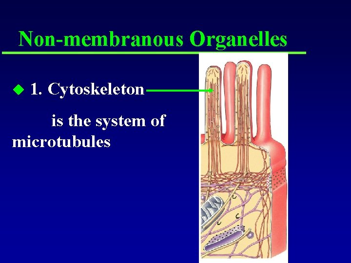 Non-membranous Organelles u 1. Cytoskeleton is the system of microtubules 