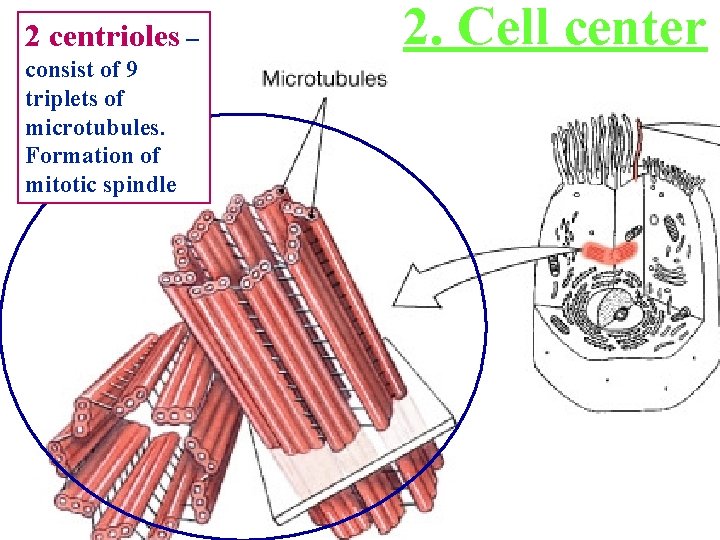 2 centrioles – consist of 9 triplets of microtubules. Formation of mitotic spindle 2.