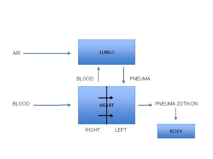 LUNGS AIR BLOOD PNEUMA ZOTIKON HEART RIGHT LEFT BODY 