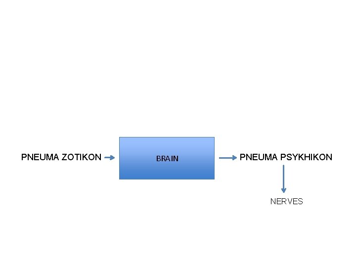 PNEUMA ZOTIKON BRAIN PNEUMA PSYKHIKON NERVES 