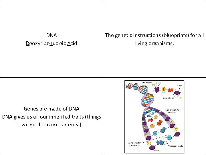 DNA Deoxyribonucleic Acid Genes are made of DNA gives us all our inherited traits