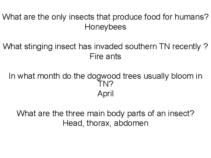 What are the only insects that produce food for humans? Honeybees What stinging insect