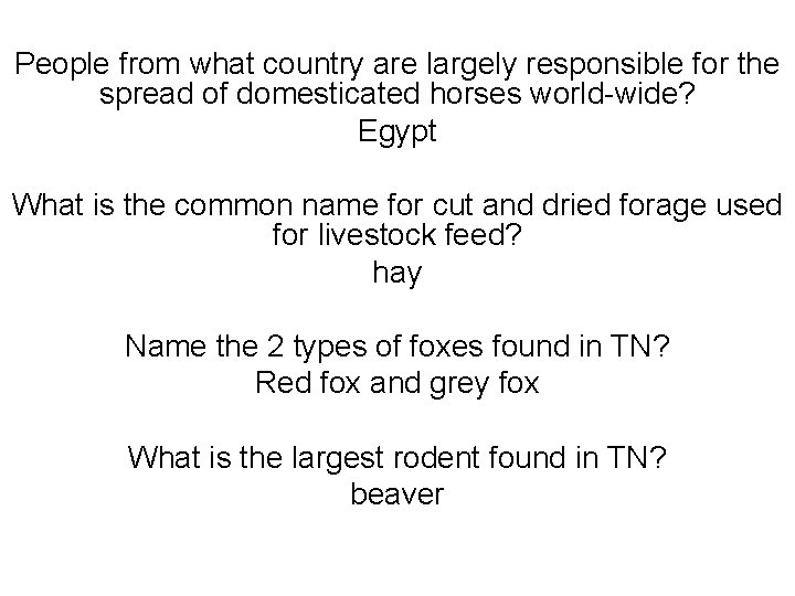 People from what country are largely responsible for the spread of domesticated horses world-wide?