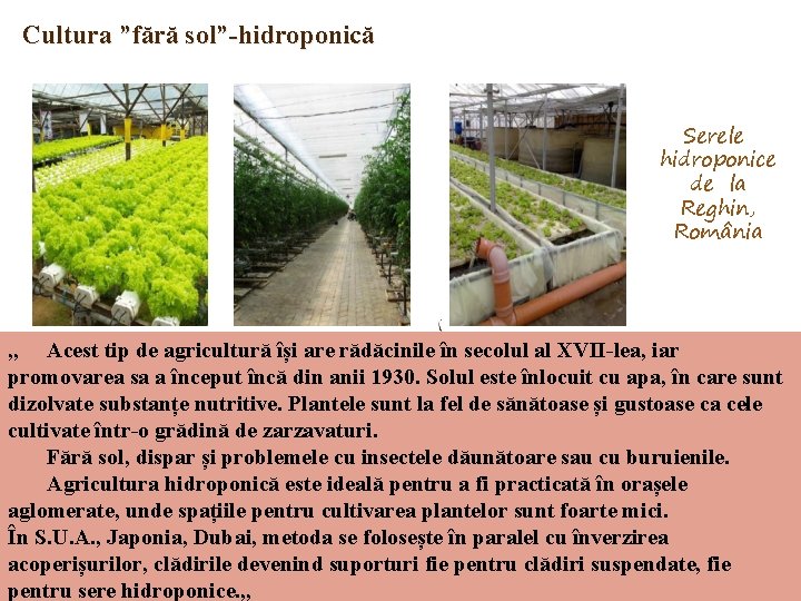 Cultura ”fără sol”-hidroponică Serele hidroponice de la Reghin, România , , Acest tip de