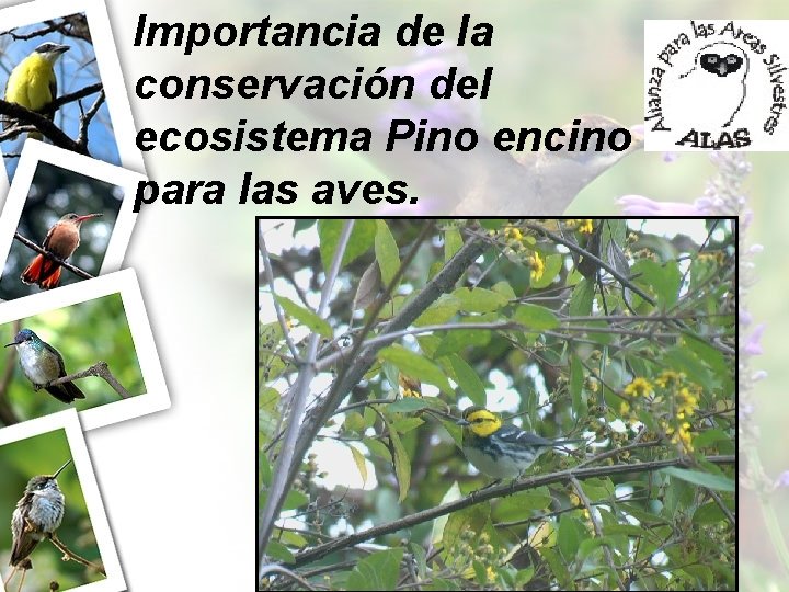 Importancia de la conservación del ecosistema Pino encino para las aves. 