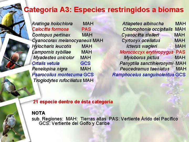 Categoría A 3: Especies restringidos a biomas Aratinga holochlora MAH Calocitta formosa PAS Contopus